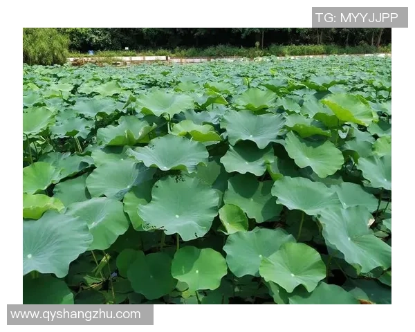 舞动人生的节奏:杨芳与街舞的深度对话与心路历程 舞动人生的节奏:杨芳与街舞的深度对话与心路历程